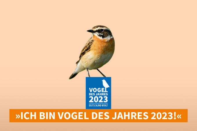 Das Braunkehlchen ist Vogel des Jahres 2023. - Foto: Getty Images/Michel VIARD