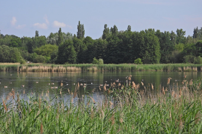 Ein See mit Schilf an den Ufern und einem Wald im Hintergrund.