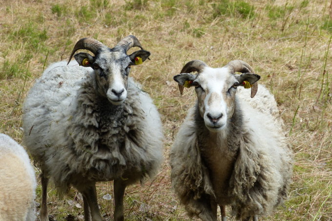 Die Schafe machen ihren Job gern. - Foto: Ronald Kroth