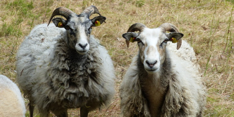 Die Schafe machen ihren Job gern - Foto: Ronald Kroth