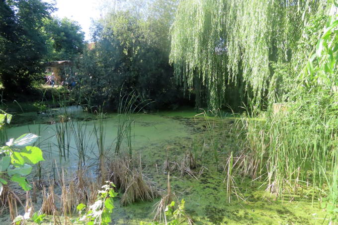 Kleiner Mühlenteich - Foto: Jens Scharon