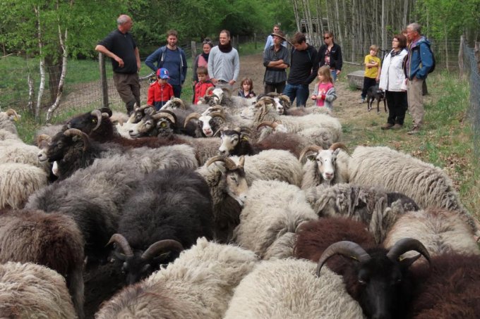 Ankunft der Schafe - Foto: Jens Scharon