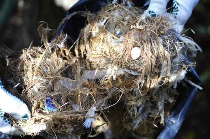 Neben Federn, Moos und Zweigen findet man vor allem eins im Nest: Plastik - Foto: Christine Szyska/NABU Berlin