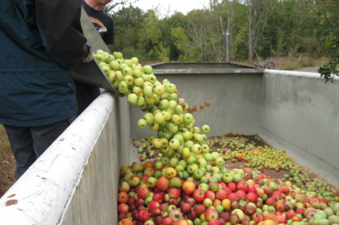 Die traditionelle Apfelernte am Köppchensee zieht jährlich viele ehrenamtliche Erntehelfer an - Foto: Jutta Sandkühler