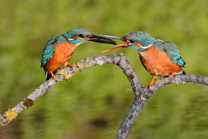 Eisvogel-Männchen übergibt Fisch an Weibchen - Foto: NABU/CEWE/Josef Graf