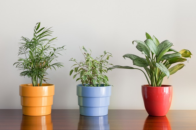 Zimmerpflanzen - Foto: Diana Rui/Shutterstock