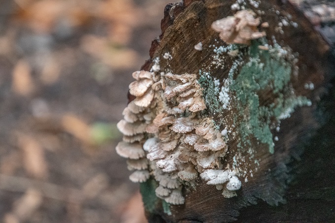 Das Reich der Pilze ist riesig - Foto: H. Brink