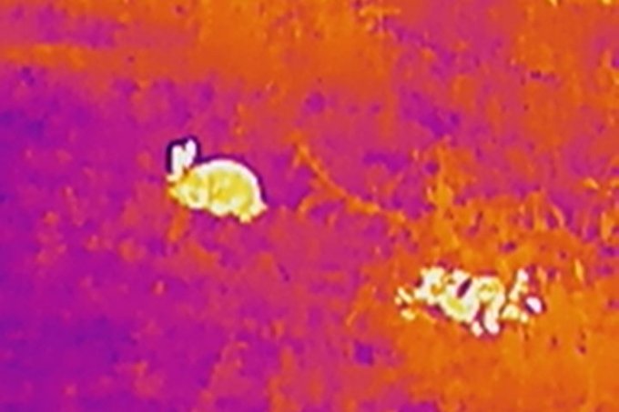 Mit Hilfe der Wärmebildkamera können auch bei Nacht die Kaninchen aufgenommen werden