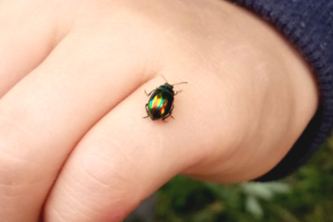 ein schillernder Käfer - Foto: Christine Kuhnert