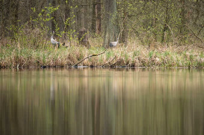 Spreewald - Foto: NABU/Martin Siering