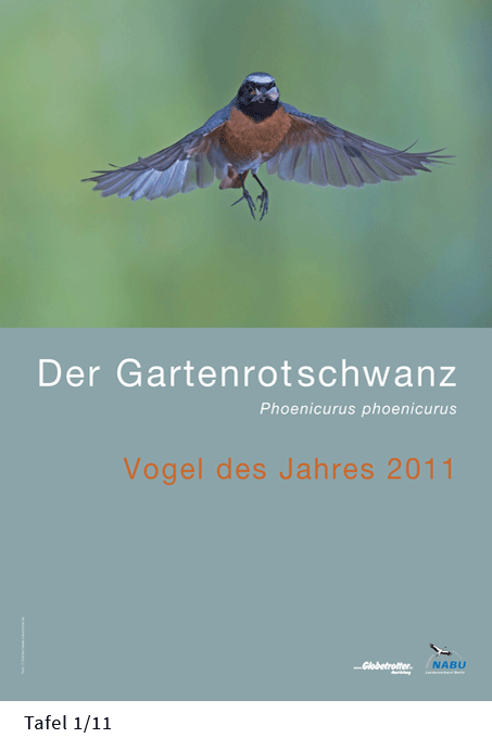 Gartenrotschwanz 2011 Tafel 7