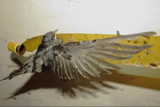Die Vögel erleiden häufig Verletzungen am Gefieder und der Haut - Foto: Peterlein/NABU Leipzig