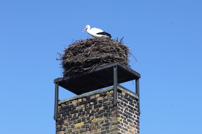 Erster Storch in Linum - Foto: Lisa Hörig