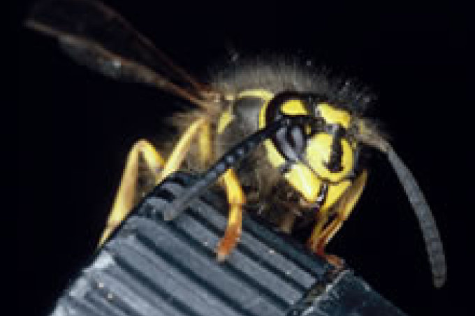 Die Gemeine Wespe hat den Wespen einen schlechten Ruf eingebracht