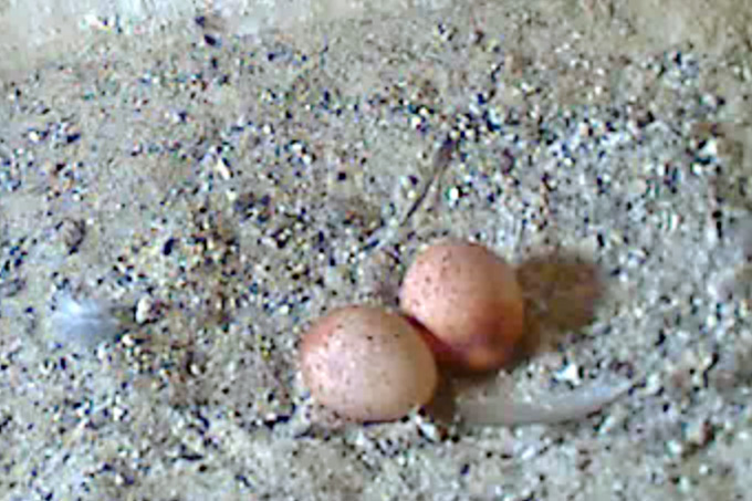Am Morgen lag das zweite Ei in der Nestmulde. Nun ist die Bindung an das Gelege größer und das Falkenweibchen sitzt deutlich fester in der Nestmulde. - Foto: NABU Berlin