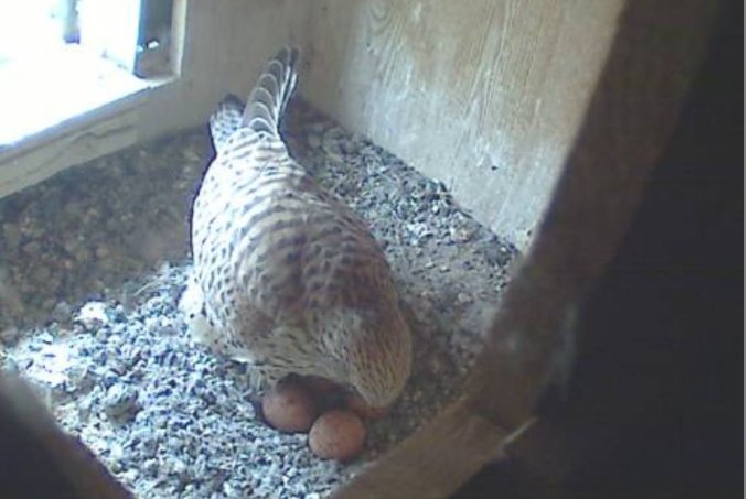 Vier Eier werden bebrütet - hier sitzt das Weibchen auf dem Gelege - Foto: NABU Berlin
