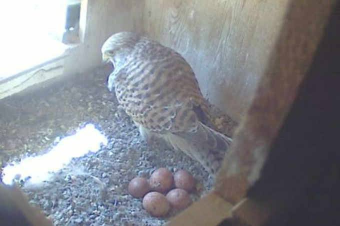Fünf Eier liegen im Nest - Foto: NABU Berlin