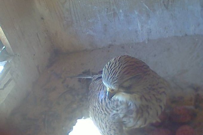 Noch kann sich das Weibchen ausruhen  - Foto: Turmfalken Webcam