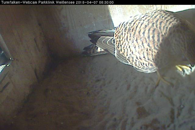 Das Turmfalken-Weibchen inspiziert den Nistkasten - Foto: Webcam
