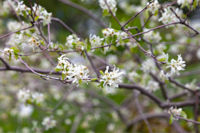 Ende April beginnt der weiße Blütenzauber - Foto: Gwengoat/GettyImages