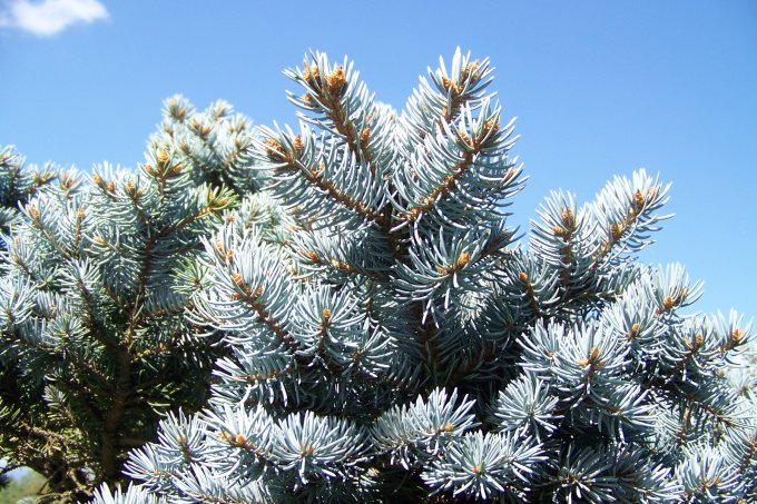 Blaufichte (Picea pungens) - Foto: Rolf Handke / pixelio.de
