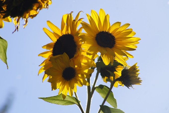 Sonnenblumen sind Spätsommerboten - Foto: Christine Szyska