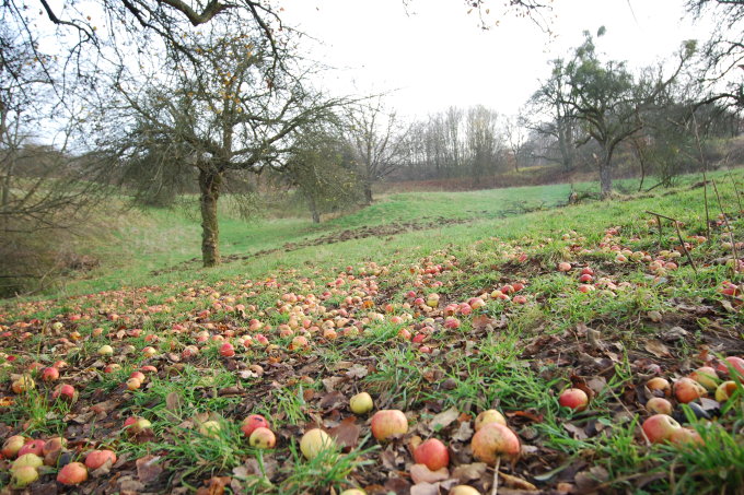 Äpfel auf einer natürlichen Streuobstwiese - Foto von Heinz Strunk