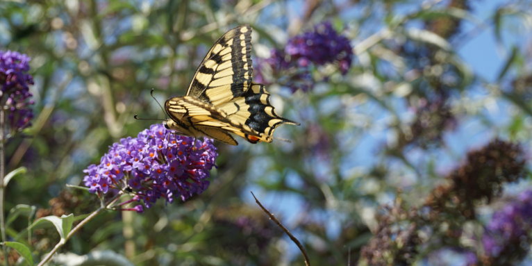 Schmetterlingsflieder mit Schwalbenschwanz – Foto: Martin Zaiser