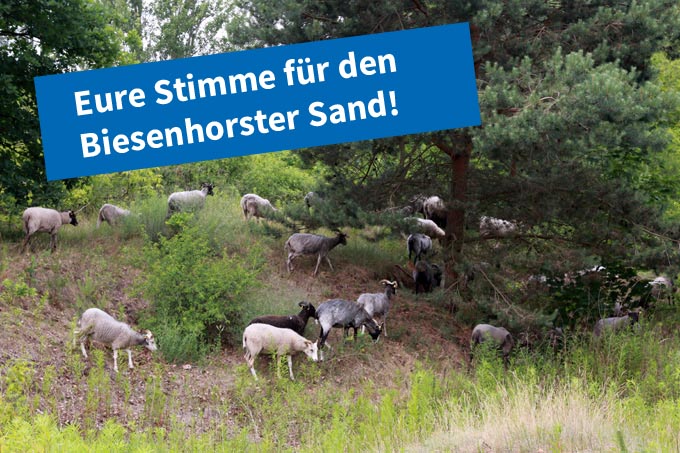 Biesenhorster Sand - Foto: Jens Scharon