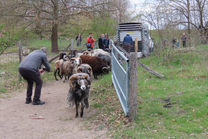 Schafe und Ziegen werden aus einem Transporter gelassen. Menschen fotografieren die Situation und freuen sich über die Tiere.