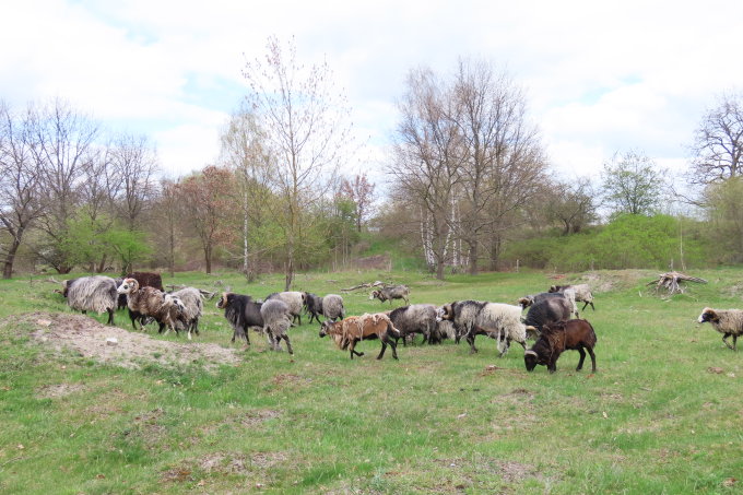 Circa 20 Schafe und Thüringer Ziegen laufen auf grünem Rasen umher. Foto von Jens Scharon