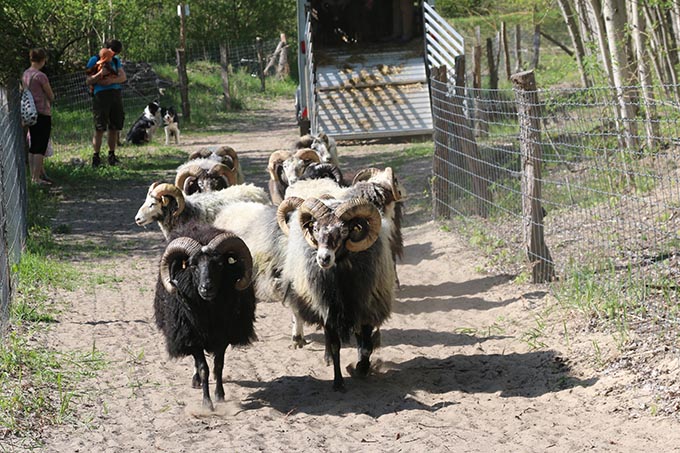 Die Schafe werden in diesem Frühjahr auf dem Biesenhorster Sand weiden - Foto: Katrin Koch