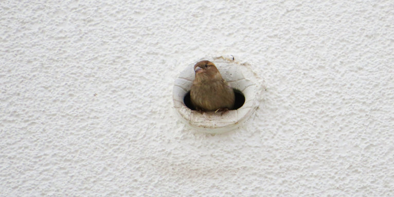 Ein Haussperling schaut aus einer Nisthilfe an einem Gebäude heraus.