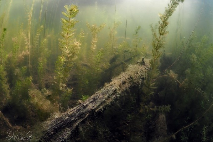 Unterwasserwelten im Flughafensee - Foto: Detlev Loll