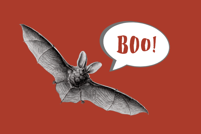 Fledermäuse haben nicht nur an Halloween ein bedrohliches Image - unverdient.