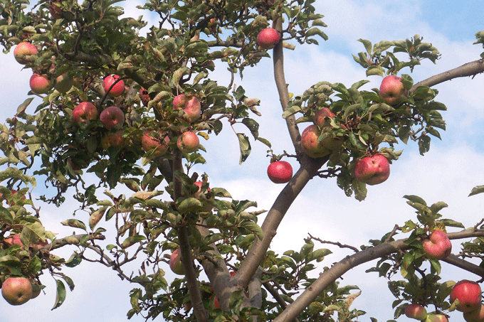 Apfelernte 2012 - Foto: Wulf Geißler