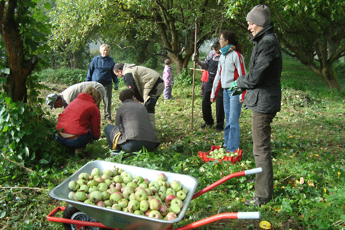 Apfelernte in der Altobstplantage am Köppchensee. - Foto: Jutta Gehring