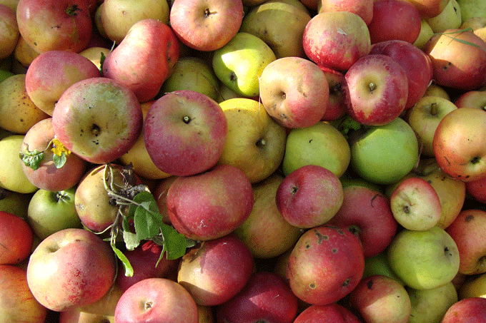 Äpfel vom Köppchensee - Foto: Jutta Gehring