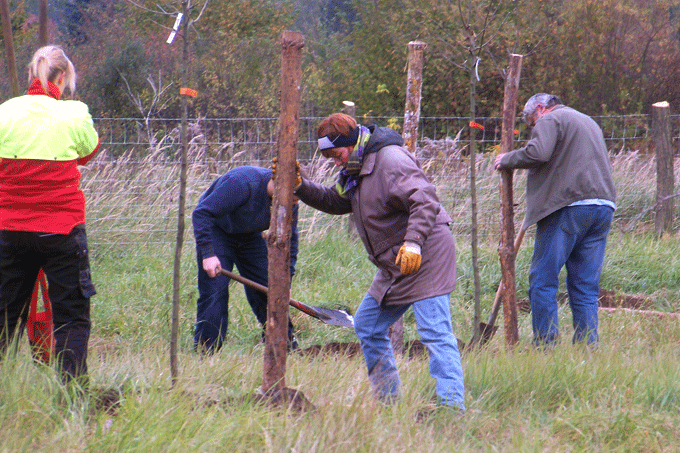 Apfelbaumpflanzung am Köppchensee 2012 - Foto: Wulf Geißler