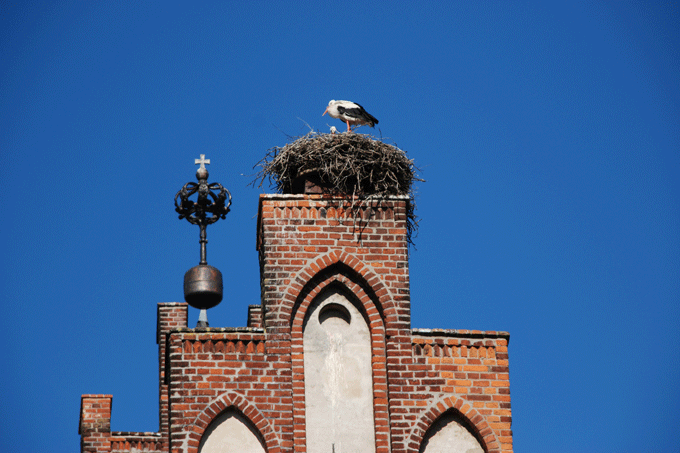 Storchenpaar auf der Linumer Kirche - Foto: Werner Linemann