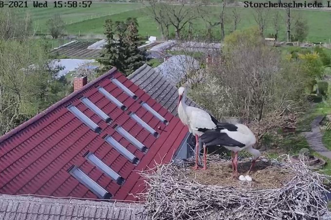 Das neue Storchenpaar mit vier Eiern im Horst auf dem Dach der NABU-Storchenschmiede. Im Hintergrund die grüne Umgebung mit Klimabildungsgarten.