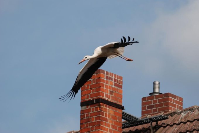Storch macht sich auf den Weg in den Süden - Foto: Wolfgang Stürzenbecher