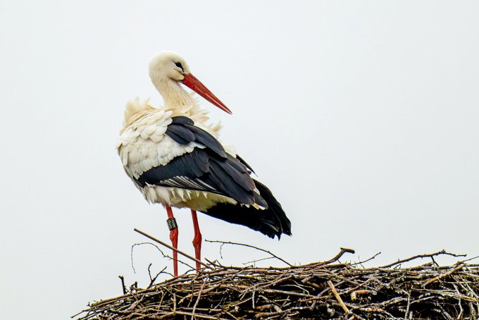 Ein Storch steht in seinem Nest.