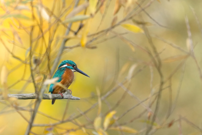 Eisvogel - Foto: Marc Engler