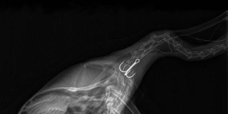 Röntgenbild eines Kormorans mit Angelhaken im Hals - Foto: Kerstin Müller