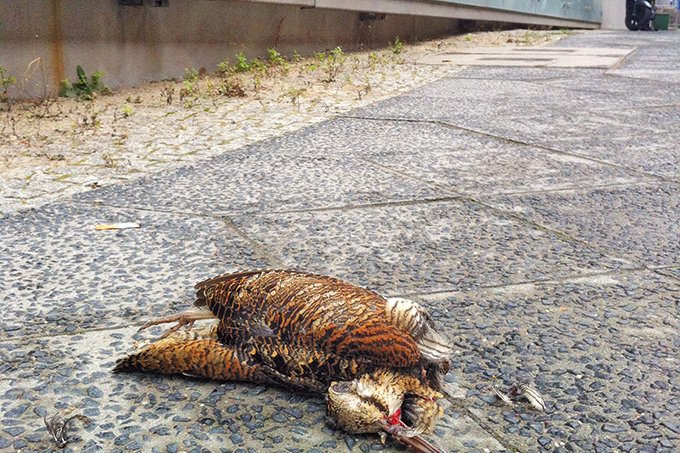 Mehr als 100 Mio Vögel werden jährlich Opfer von Glasschlag - Foto: Lars Lachmann