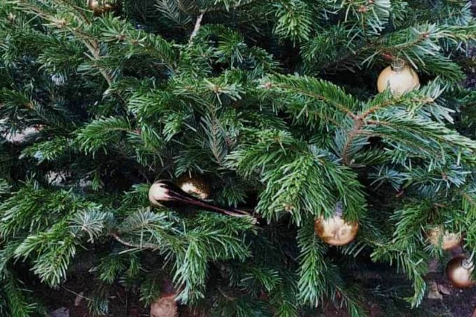 Weihnachtsbaum - Foto: Christine Szyska