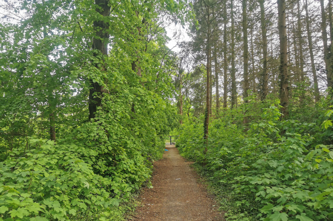 Ein Weg führt durch einen grünen Wald mit viel Gestrüpp auf ein Tor zu.