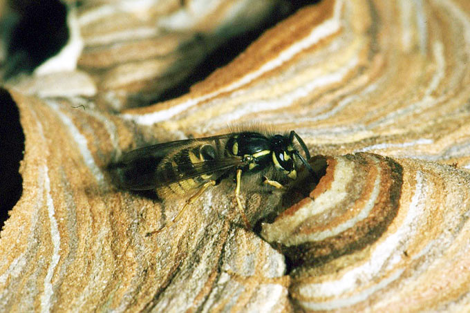 Gemeine Wespe beim Nestbau - Foto: Melanie von Orlow