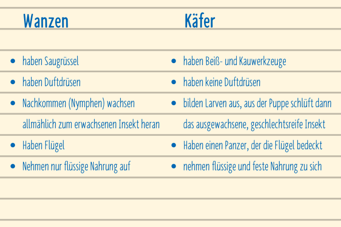 Käfer oder Wanze Unterschiede - Grafik: NABU Berlin